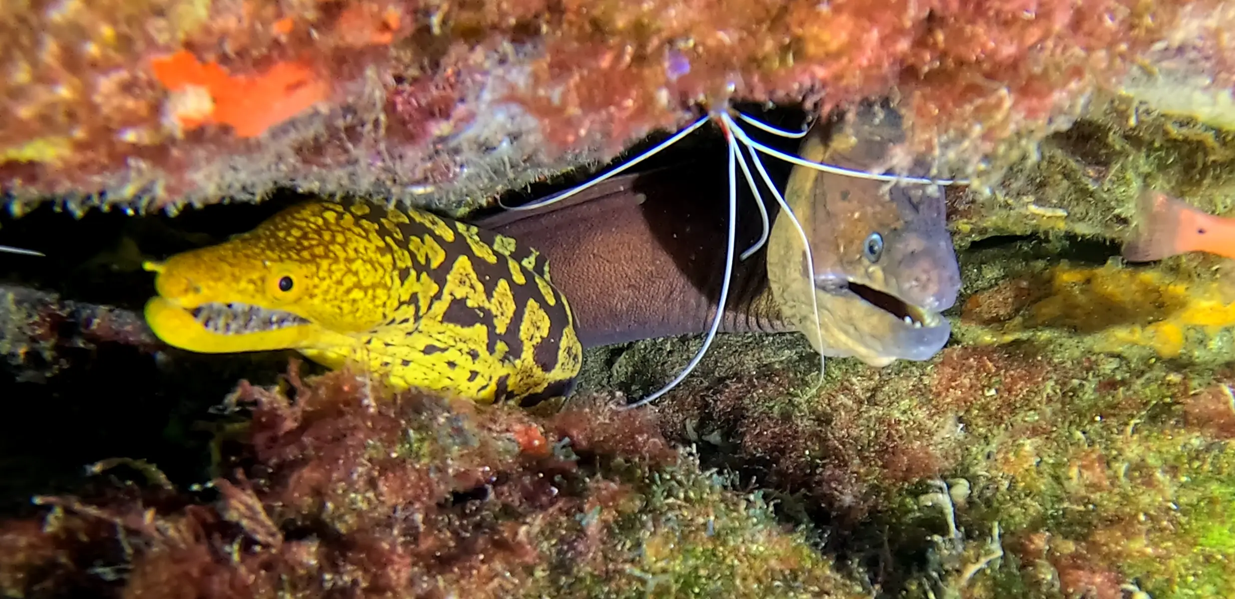 Sitio de buceo Rolf's Cave